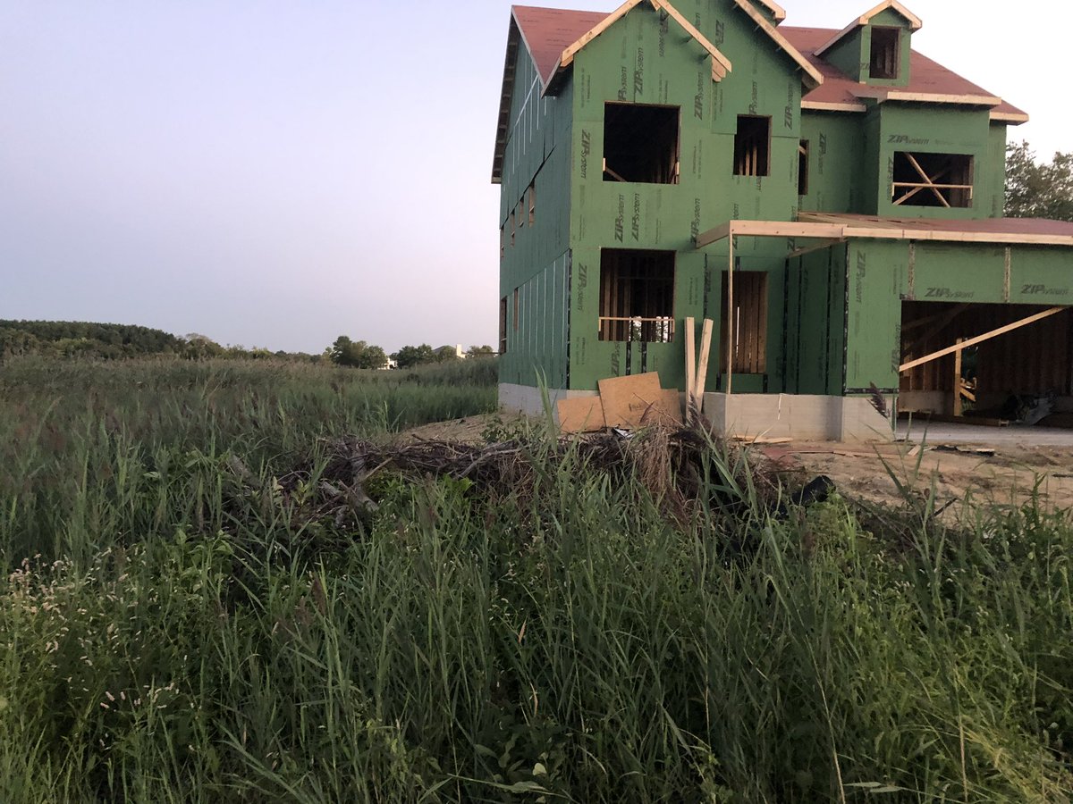 DJViris007's tweet photo. @chesapeakebay That’s one step but kent island is actively filling in wetland on the south end of the island. The sewer has only brought destruction . Please look into the development and impacts https://t.co/srso56sUea