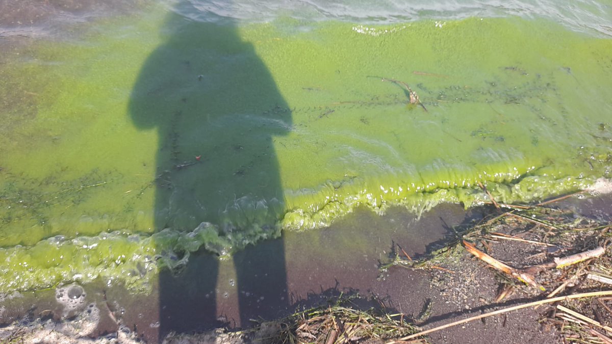 humedalesbiobio's tweet photo. En el Biobío tenemos casos muy complejos con los #HumedalesUrbanos; varios sin protección y otros con protección sólo en papel 😰😰😡😡.
Primeras imágenes del #Humedal Boca Maule de Coronel, 3ra y 4to registro; Santuario Laguna Grande de San Pedro de la Paz 😰😰😡😡
@mmabiobio https://t.co/DN81ojdAef