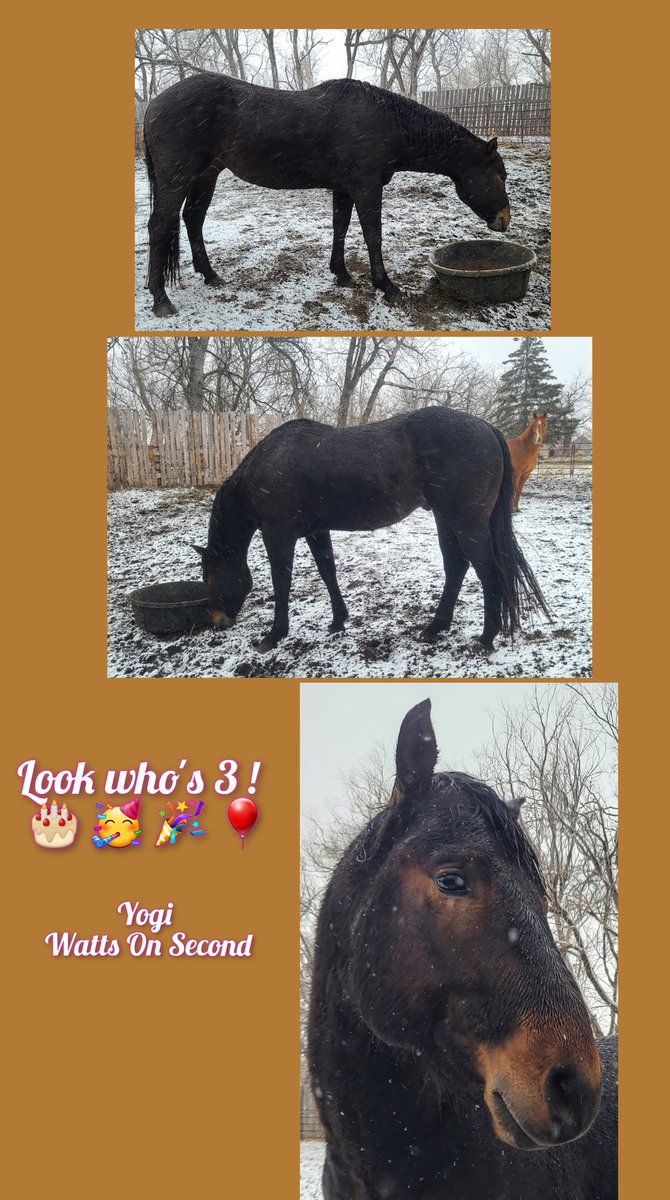 JBMEquiFarms's tweet photo. Look who's is 3 today....!!!!
It snowed the day he was born & it's snowing today.
He's also announcing he's gonna be a poppa.
Big things happen here on April 20th it seems.
#yogi #ginger #foalcoming2023
#wattsonsecond https://t.co/ySJIYMpCVb