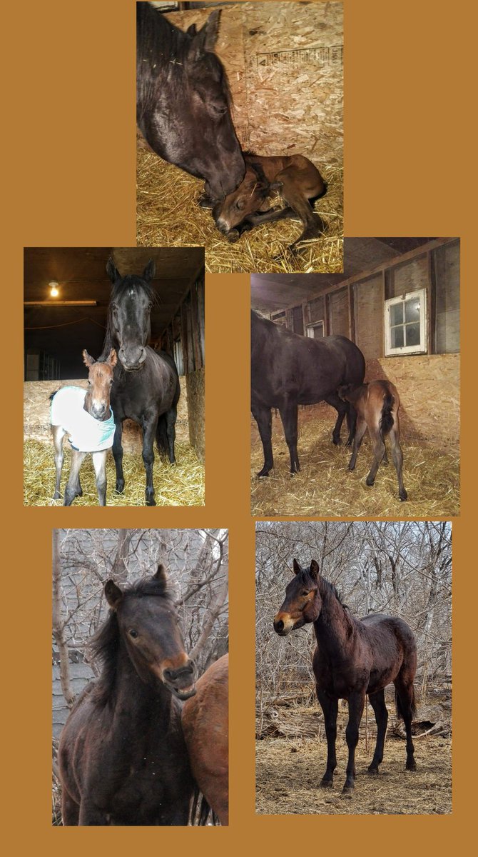 JBMEquiFarms's tweet photo. Look who's is 3 today....!!!!
It snowed the day he was born & it's snowing today.
He's also announcing he's gonna be a poppa.
Big things happen here on April 20th it seems.
#yogi #ginger #foalcoming2023
#wattsonsecond https://t.co/ySJIYMpCVb