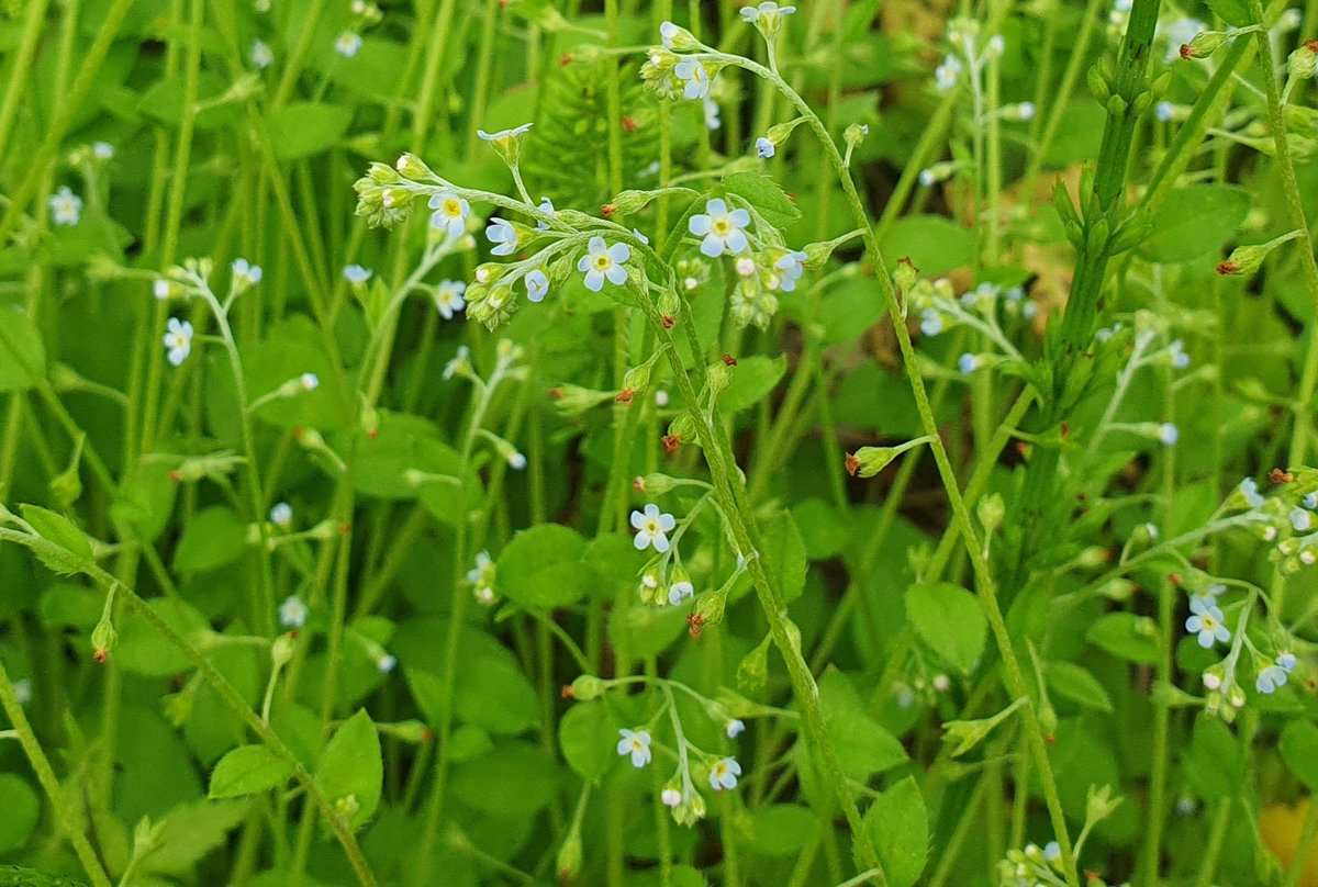 꽃마리 (Trigonotis peduncularis)
- 지치과 식물로 꽃이 작지만 이쁨
- 물망초도 지치과
- 지치과는 보통 뿌리가 실하다고 함
(확인 안해봄)