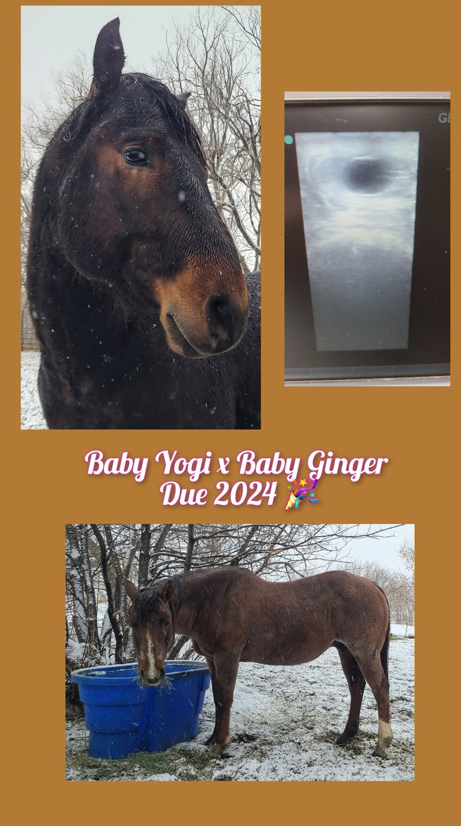 JBMEquiFarms's tweet photo. Look who's is 3 today....!!!!
It snowed the day he was born & it's snowing today.
He's also announcing he's gonna be a poppa.
Big things happen here on April 20th it seems.
#yogi #ginger #foalcoming2023
#wattsonsecond https://t.co/ySJIYMpCVb