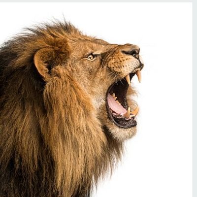 InterestingDps's tweet photo. #InterestingDPs

King of the jungle 🌳 

#9ice #korra #north #gongoaso #yoruba #chude #spacex #emekaoffor #2baba #2face #ukraine #dbanj #nigerdelta #madrid #amon #kuvira #lampard #zaheer #peppered #snail #ozai #bayern #adaada #rochas #azula #GossipCorner #upamecano https://t.co/CEkjHMSwY2