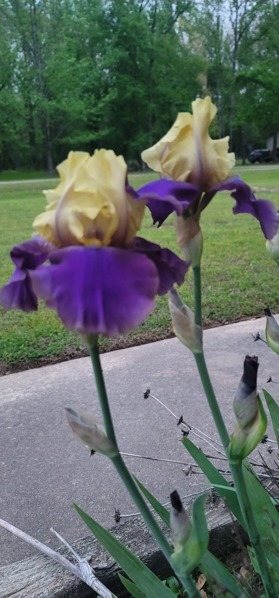 Look what opened up overnight! 
#favflower #iris #beautiful