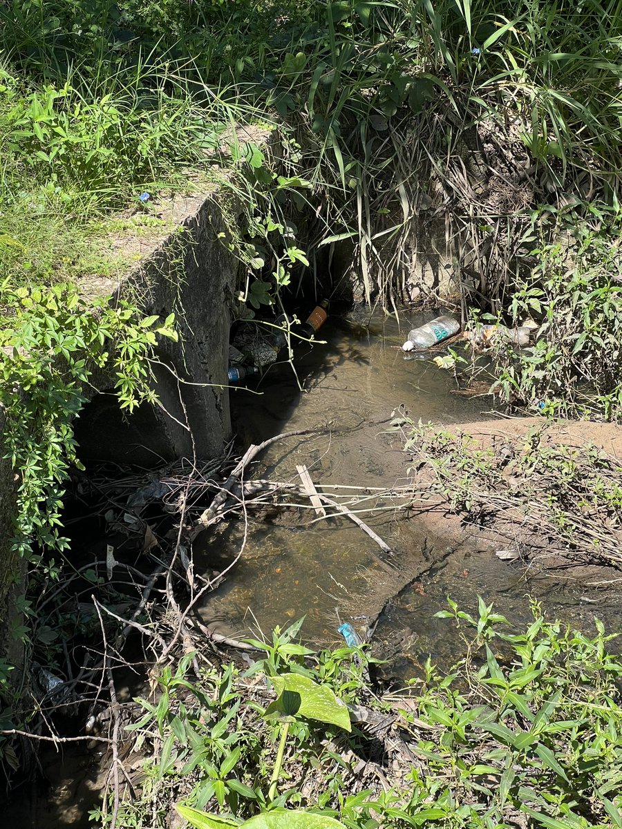 ConstanzaBaez1's tweet photo. @mopcparaguay #eliminaloscriaderos #chikungunya #dengue quien es el encargado del mantenimiento del parque guasu?? Estado te abandono total. 😭 https://t.co/W2FILVQQEP