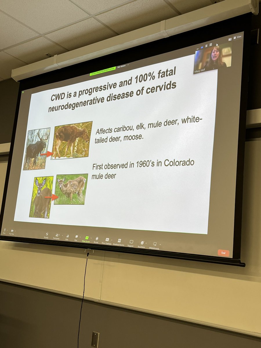 Bill Severud (@billseverud) on Twitter photo So fortunate 🙏 to have @TiffanyMWolf of <a href="/UMN_MNPRO/">Minnesota Center for Prion Research & Outreach</a> and <a href="/umnCVMresearch/">UMN College of Veterinary Medicine Research</a> speak to Large Mammal Ecology & Management today! #CWD 🦌 Student quote of the day: “Diseases are so cool…and terrifying.” 😧 <a href="/SDStateNRM/">SDStateNRM</a> So fortunate 🙏 to have @TiffanyMWolf of <a href="/UMN_MNPRO/">Minnesota Center for Prion Research & Outreach</a> and <a href="/umnCVMresearch/">UMN College of Veterinary Medicine Research</a> speak to Large Mammal Ecology & Management today! #CWD 🦌 Student quote of the day: “Diseases are so cool…and terrifying.” 😧 <a href="/SDStateNRM/">SDStateNRM</a>