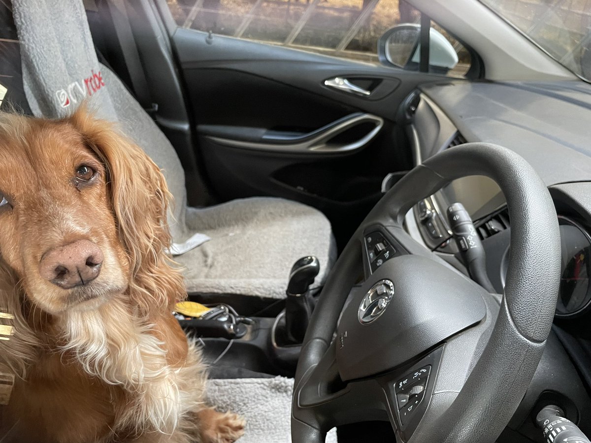 Recently Isla locked @ElsHodges out of her car while working on farm! Luckily a quick trip home to grab a spare key and the she was back out working. Isla had no remorse for her actions…. In future Els will be keeping her keys in a less dog-accessible place! #oops #forgiven