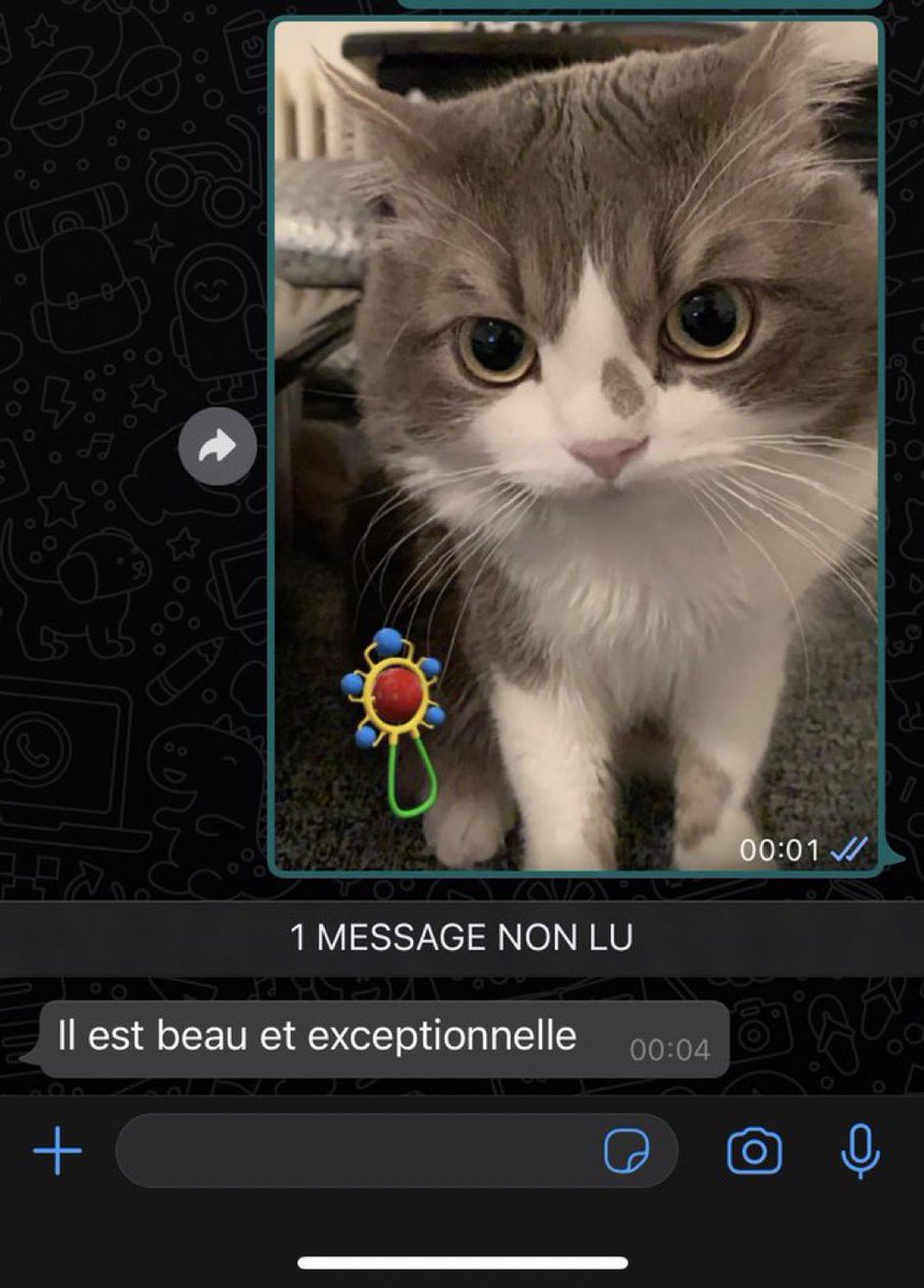 artereplatinum's tweet photo. Mon père quand il me demande lui envoyer une photo du chat https://t.co/Mslji2XNFZ