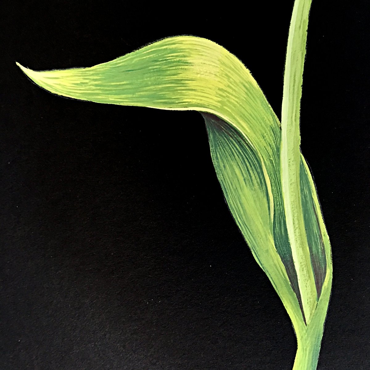 Cottage_Curator's tweet photo. Malone’s elegant, sinuous stem leads to graceful unfolding petals... [📸: Yellow Tulip (details) by #VickiMalone] https://t.co/24lAtsYfrz See her work in our online exhibition, #InBloom at https://t.co/IV6F8xBLcP #gouache #botanicalpainting #floralpainting https://t.co/KHgbH1yTfp