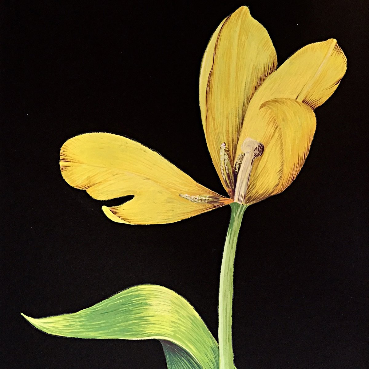 Cottage_Curator's tweet photo. Malone’s elegant, sinuous stem leads to graceful unfolding petals... [📸: Yellow Tulip (details) by #VickiMalone] https://t.co/24lAtsYfrz See her work in our online exhibition, #InBloom at https://t.co/IV6F8xBLcP #gouache #botanicalpainting #floralpainting https://t.co/KHgbH1yTfp