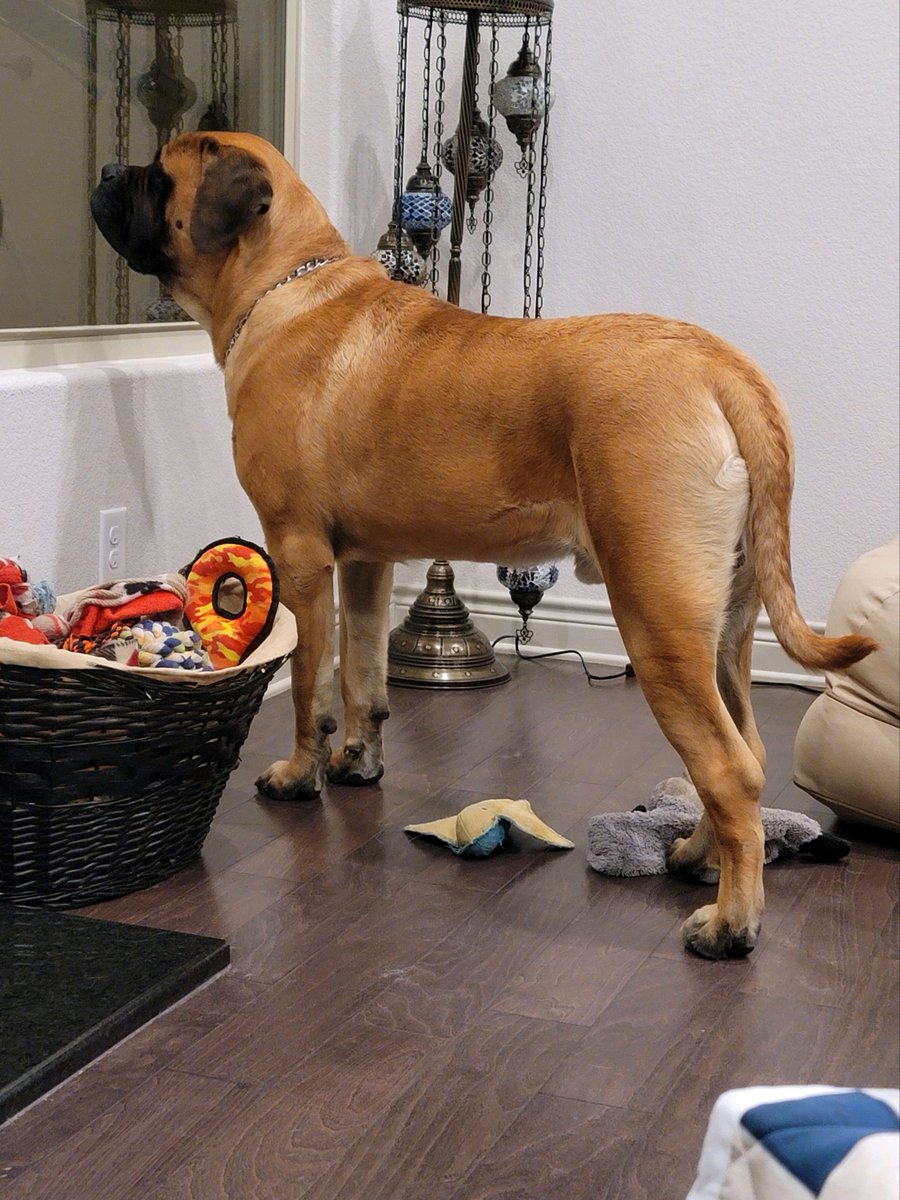 dustinrhodes's tweet photo. Beast growling at something. #EnglishMastiffs #Beast
1 yr old and 200lbs https://t.co/cAFKLTlxMr