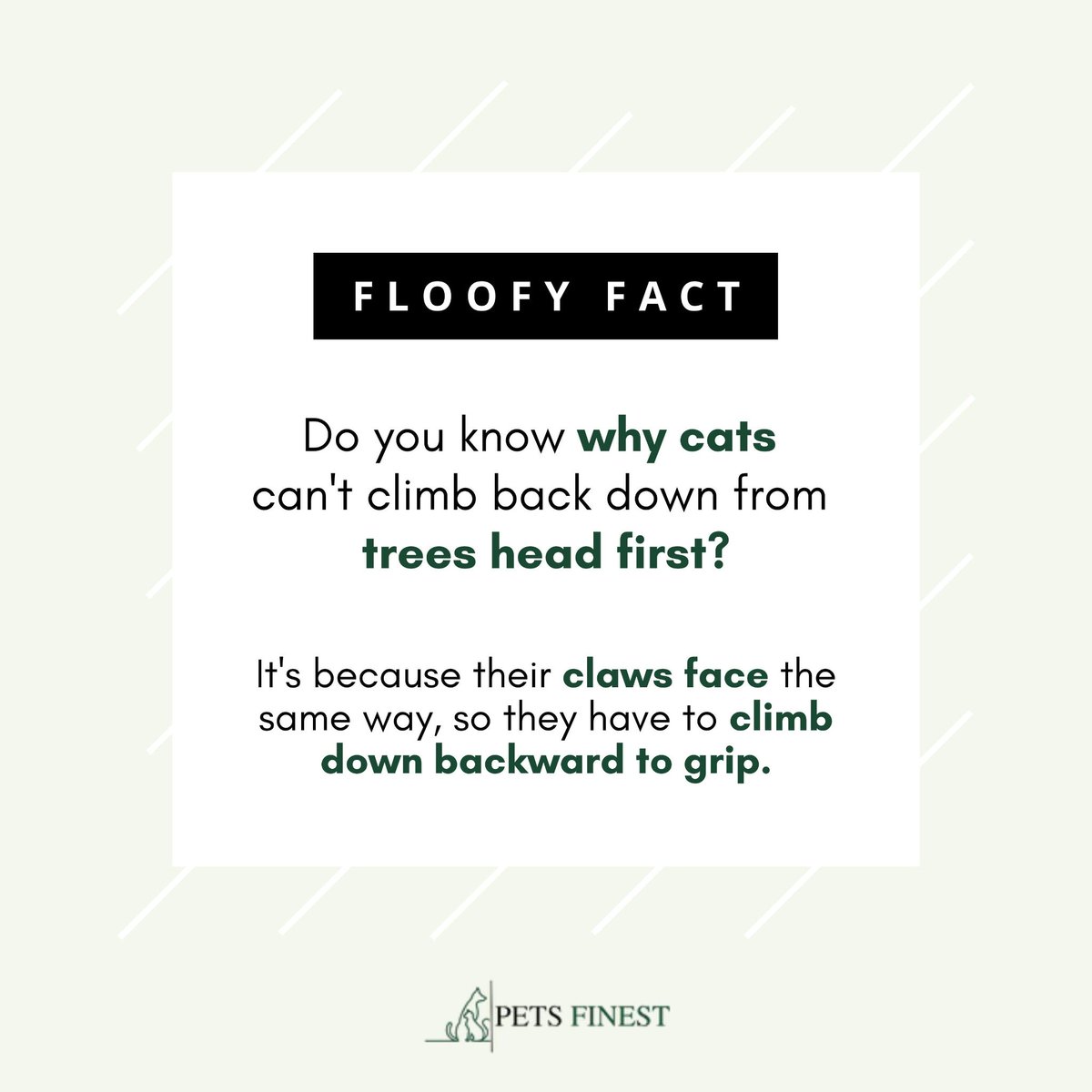 petsfinest's tweet photo. Cats are amazing acrobats and climbers! 🤸‍♂️
.
Have you ever seen how they go up and down trees?
.
Now you know why they shimmy down backward when it's too high to jump down.

🌐 https://t.co/7eDk4Nyq4K
.
#petsfinest #pets #pet #dogs #petsofinstagram #dog #dogsofinstagram #cats https://t.co/mTtEmobn7h