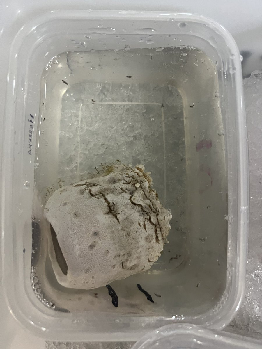 Kate Lane tweet media