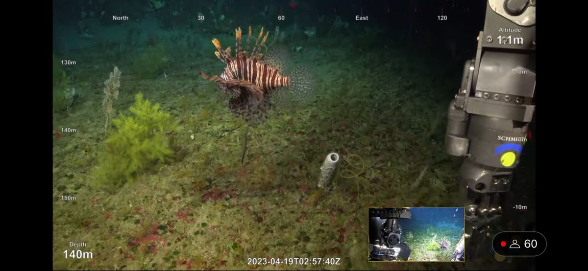 Kate Lane tweet media