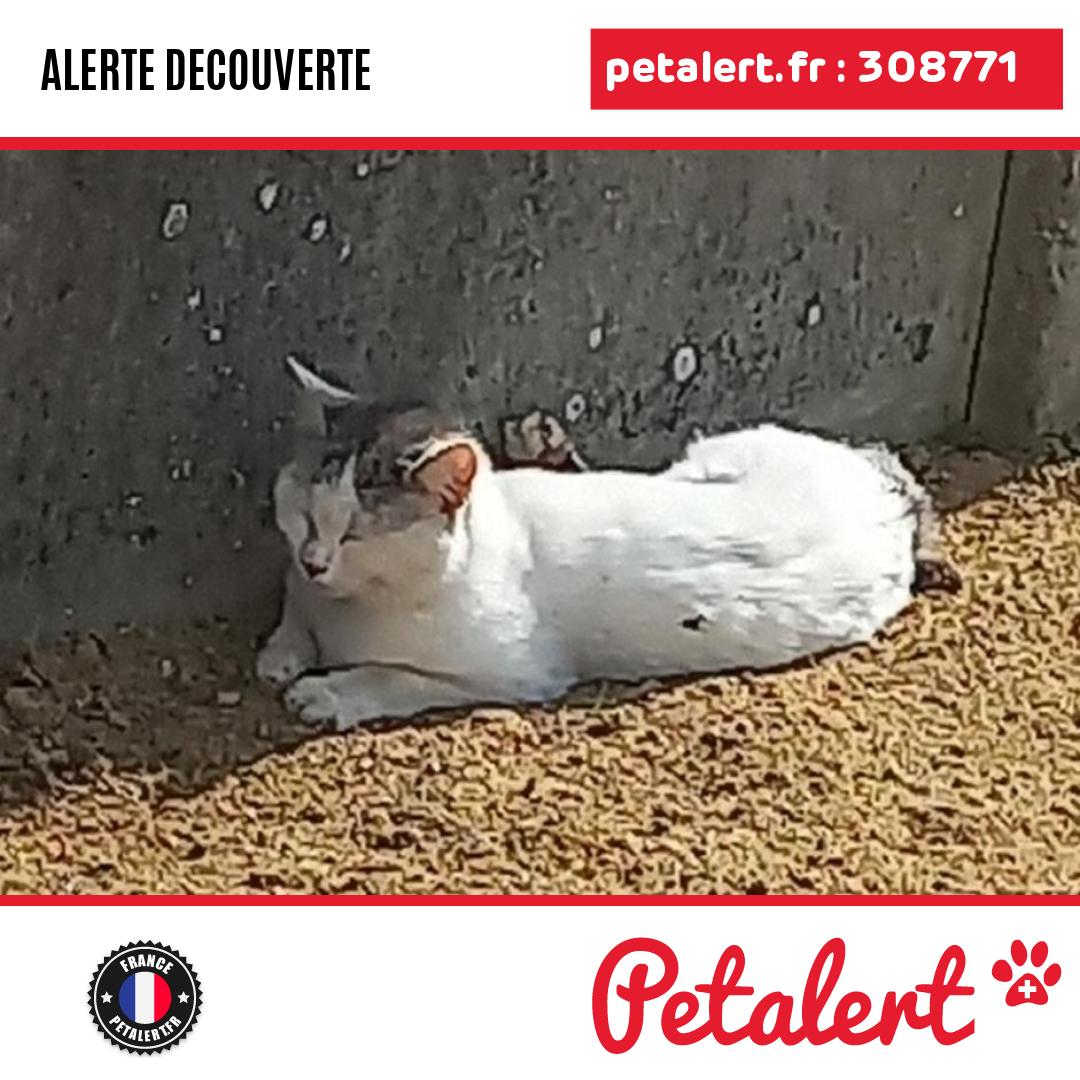 petalert_france's tweet photo. Trouvé #Chat #Sarthe #DomfrontEnChampagne #Petalert #PetAlert72 / https://t.co/JZMaFrEZQM https://t.co/GfpS4jOCJy
