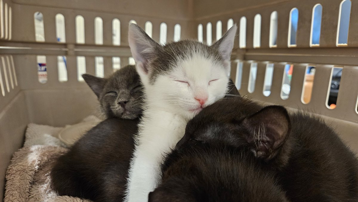 Have some purrfect guests to talk about Tuxes & Tails and our upcoming Kitten Season this morning on @NewDayNW