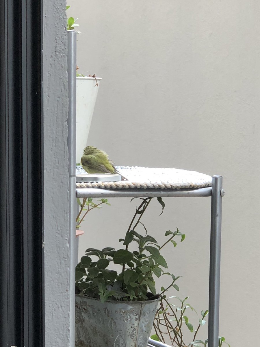 🎯 Diana 🐈🐈 tweet media