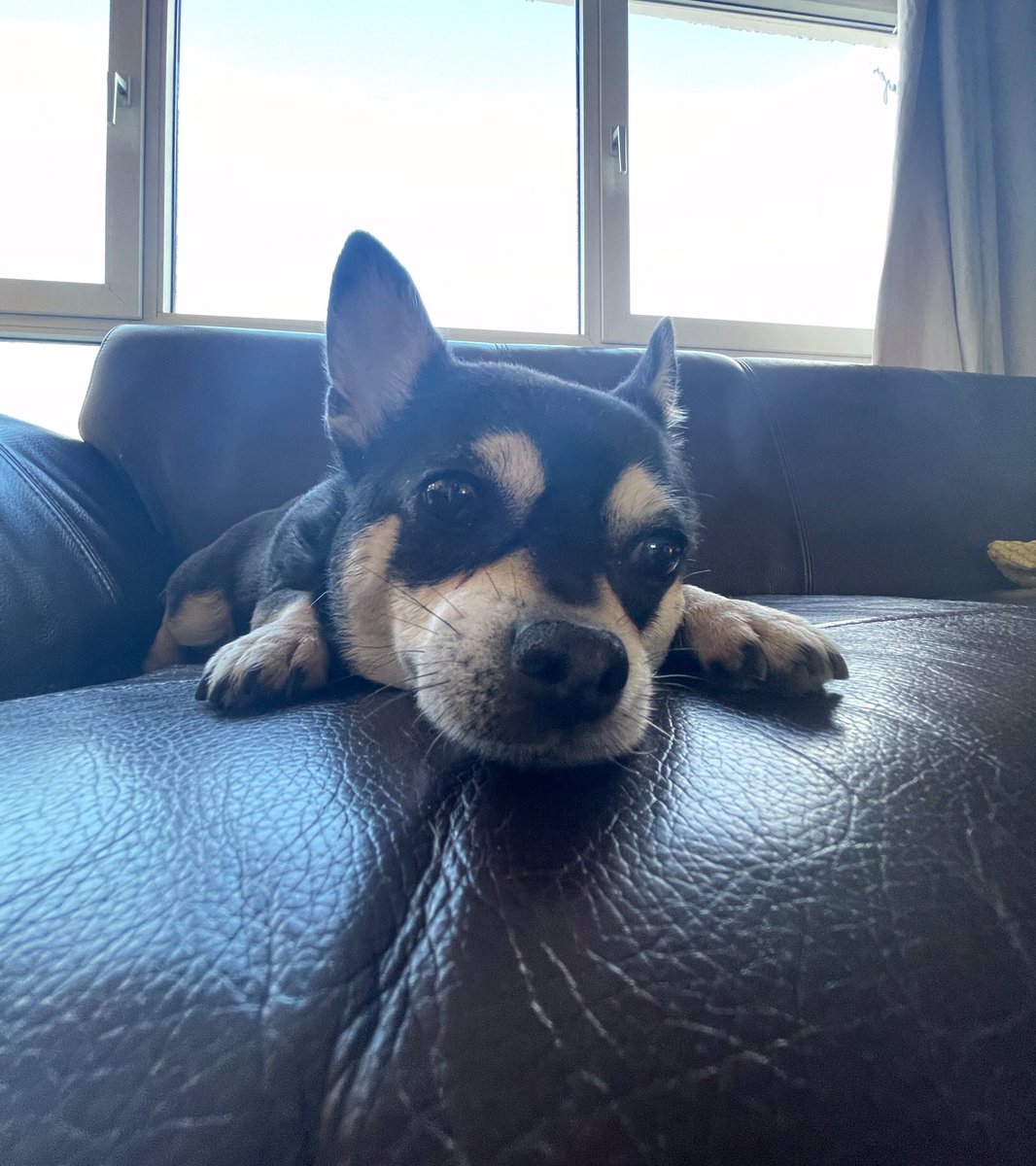 RaiphsWeeDug's tweet photo. Felt cute. May delete. https://t.co/AwbMNR5GAN
