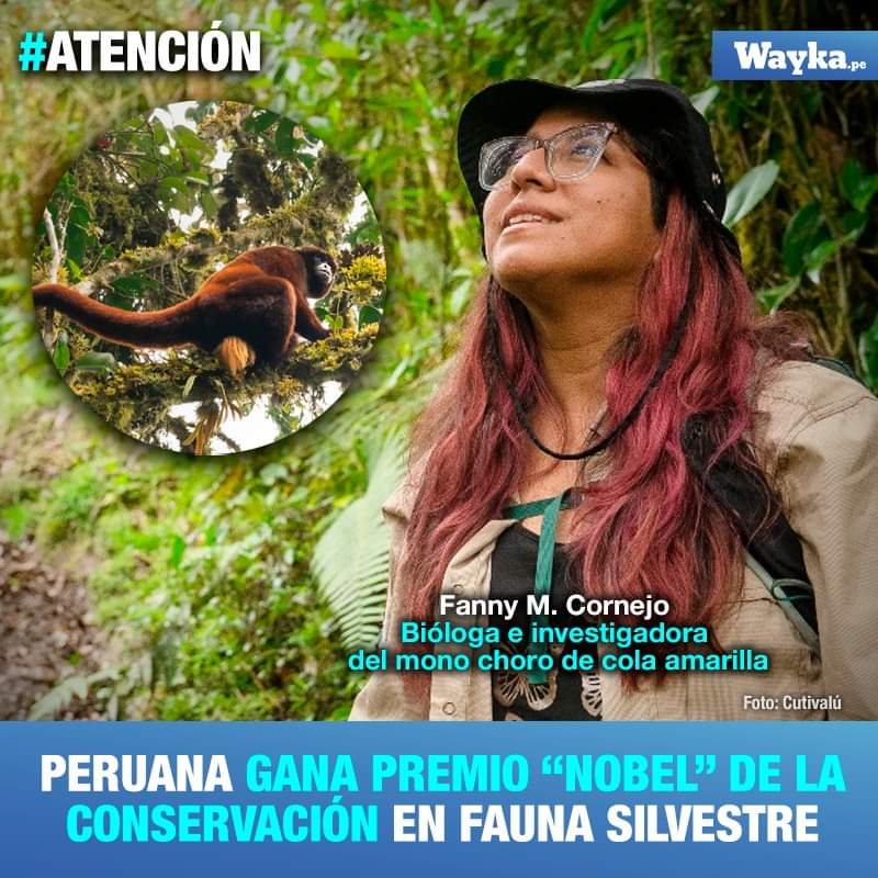 Alejandro781101's tweet photo. "Espero que este premio sirva como plataforma para no solo posicionar el trabajo que realizamos, sino también posicionar al mono choro cola amarilla, señala  la bióloga Fanny M. Cornejo, ganadora del Premio de Indianápolis 2023 al Conservacionista Emergente. https://t.co/CwlBbLNPZ8