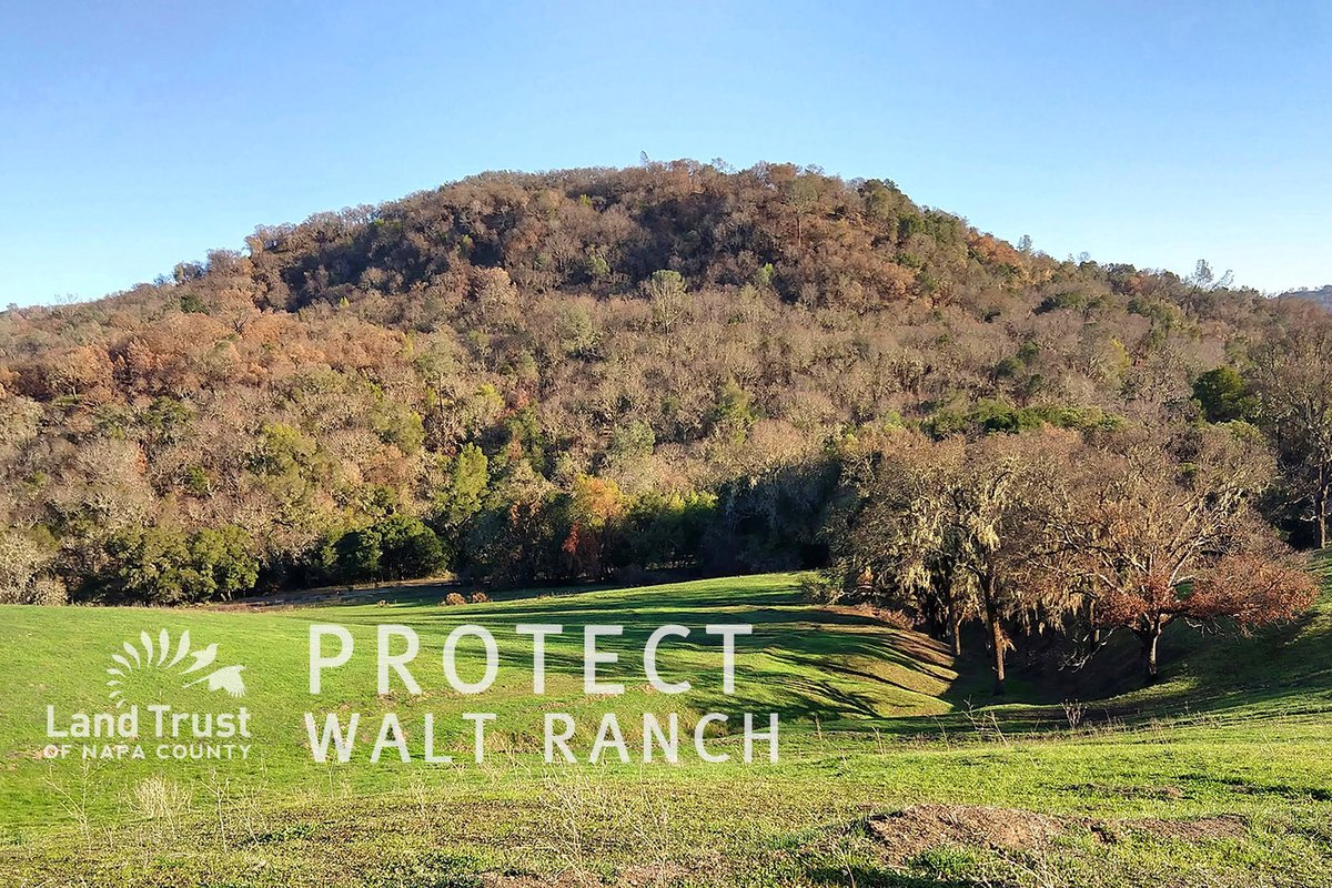 Help Us Protect Walt Ranch!
Read our latest news on Protecting Walt Ranch and how you can be part of our effort in acquiring the property! #Napalandtrust #landprotection  #Sustainability #NapaCounty
napalandtrust.org/10946-2/