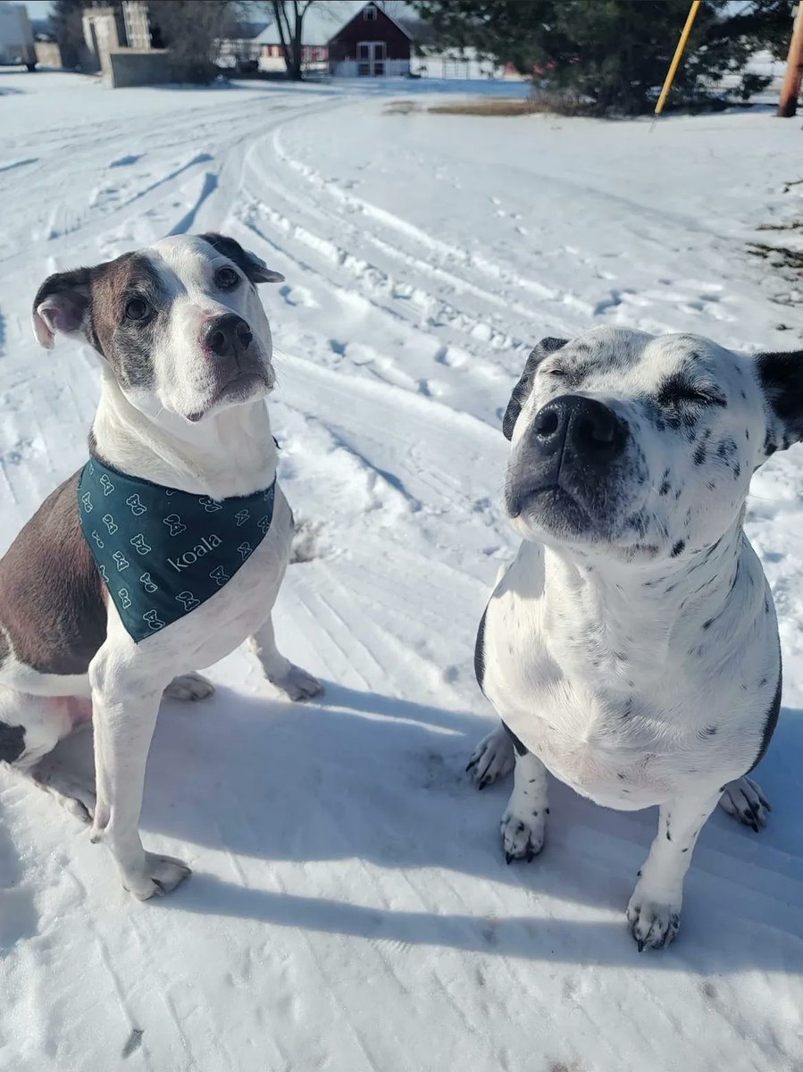 Koala Health tweet media