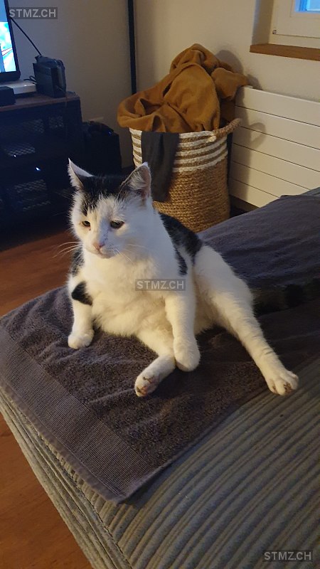 stmz_ch's tweet photo. #Katze #vermisst https://t.co/Jxt5a9p7yE 3251 #Wengi bei Büren männlich gefleckt Schwarz Weiss kurzhaar https://t.co/AmCF3ZkKdx