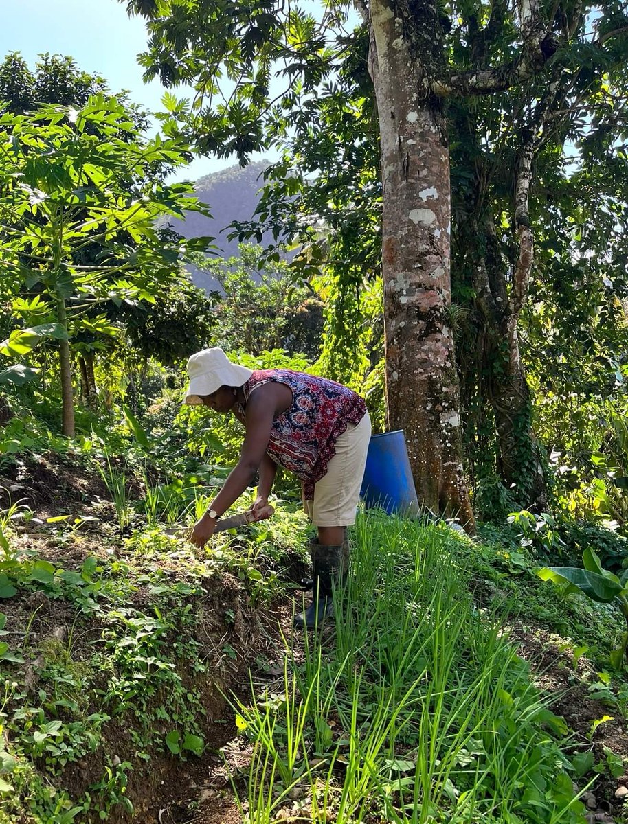 We’re excited to be a part of a new 2.9 million <a href="/NIHRresearch/">National Institute for Health and Care Research</a> - funded international research partnership working with  communities to improve #foodsecurity &amp; #ecological health in the #Pacific, #Carribean and #Philippines 
Read more: bit.ly/3A8UCSL