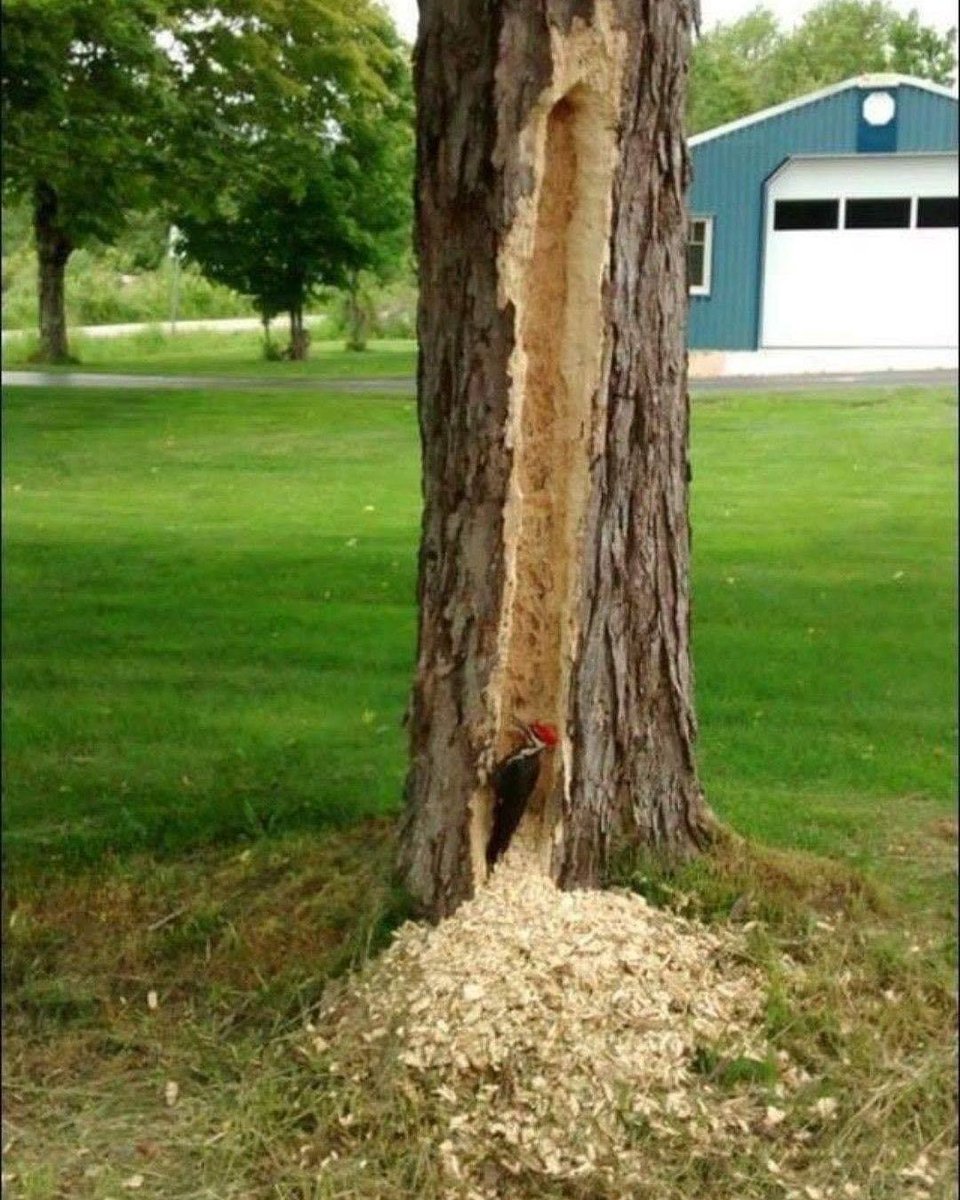 EnsedeCiencia's tweet photo. Esto es lo que hace un pájaro carpintero cuando hay suficientes larvas para comer en un árbol. https://t.co/yYd26dorsP
