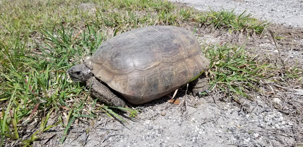 Saw a gopher tortoise today.  Pretty chill.