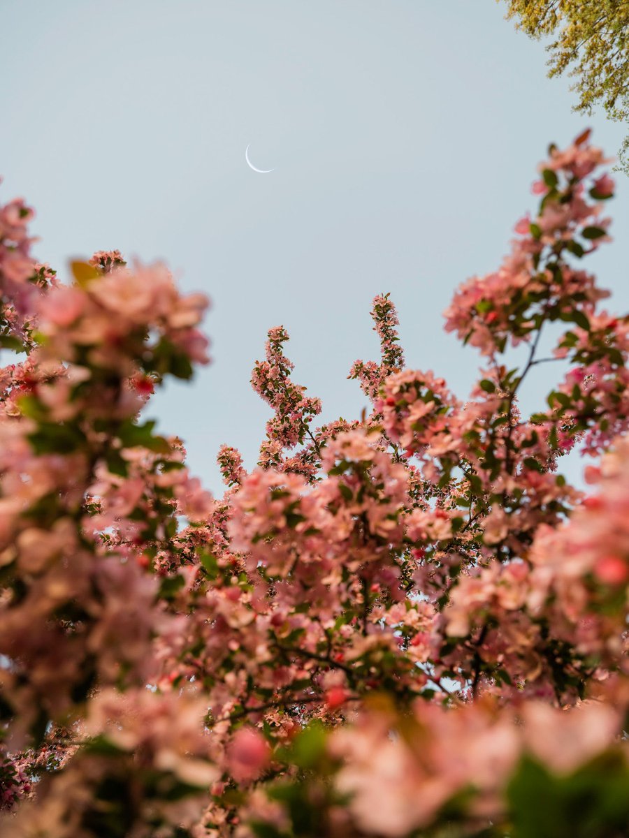 nev_in_color's tweet photo. bloom 🌙 https://t.co/gEZECu7kRz