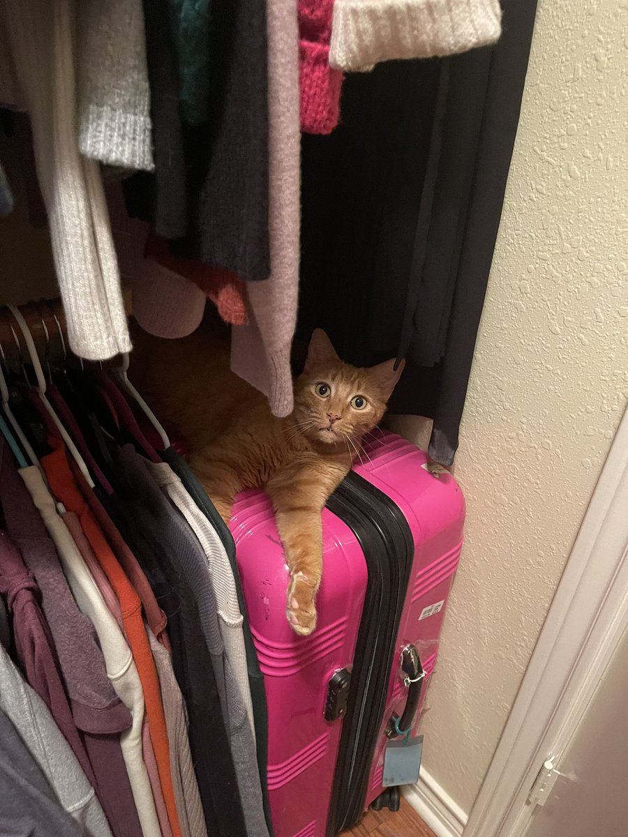 malcook27's tweet photo. @poorlycatdraw I hope this picture of my orange man makes you smile. https://t.co/Lozsy9yuI1