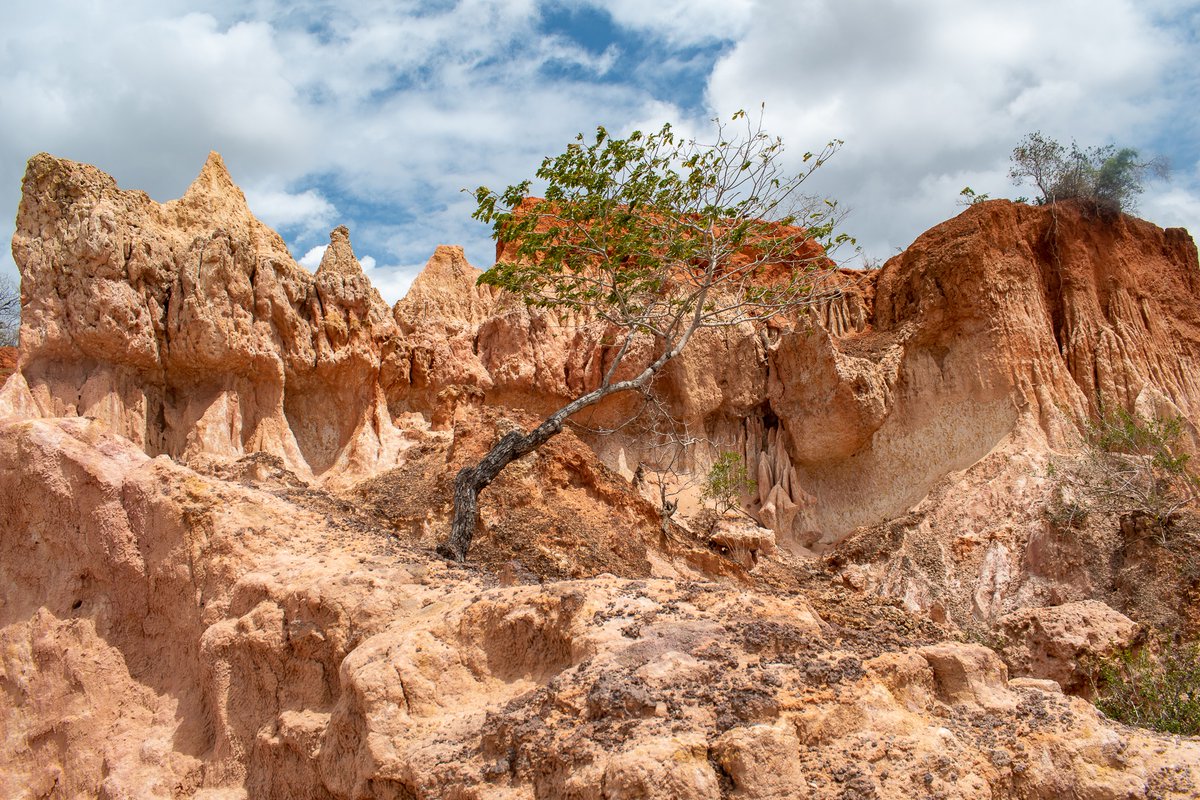 githukuallan's tweet photo. #TBT Hell’s Kitchen; The coloured sandstone canyon.
An amazing geological formation in Marafa, Malindi, Kenya.
.
.
.
#Malindi #Marafa #HellsKitchen #Kenya #naturebeauty #NaturalBeauty #Canyon#Depressions #Geology #NaturePhotography #LandscapePhotography #CoastalKenya https://t.co/CxqMCzkJI6