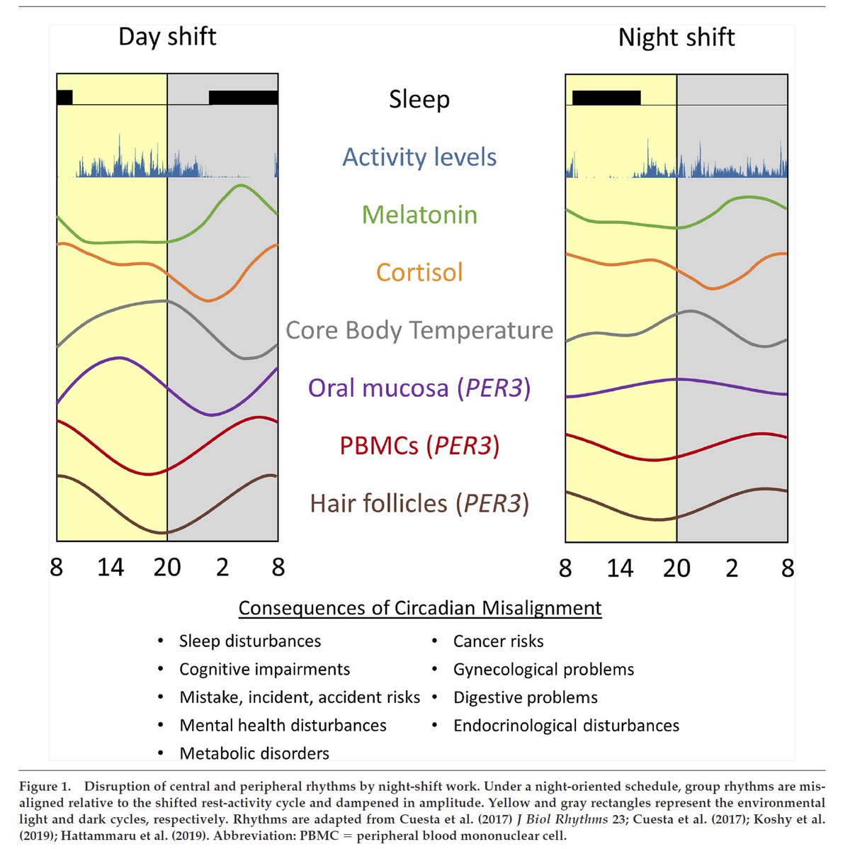 SatchinPanda's tweet photo. Shift work disrupt rhythms
Night shift work does not invert all daily rhythms; it reduces the robustness of rhythms and mistimes these rhythms.
https://t.co/bby6IpA4rm https://t.co/PYdvwLoaa5