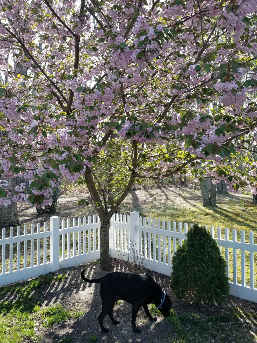 cherann49's tweet photo. Watering the trees, dontcha know.....#blacklabs #RescueDog #labpitt #spring https://t.co/sq4wUtqwUQ