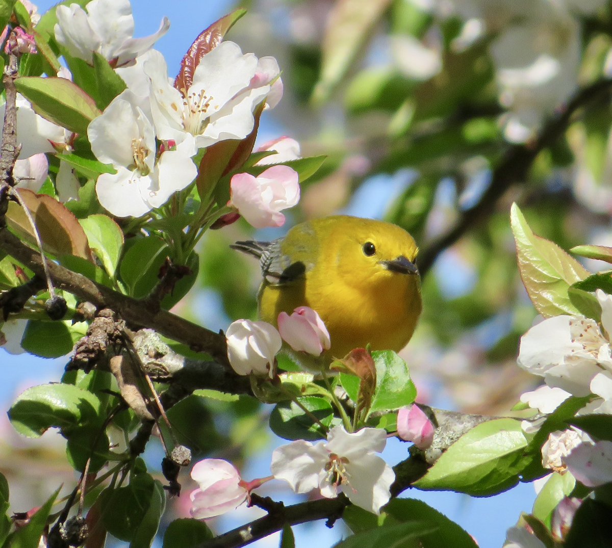 Ellen Zimmerli tweet media