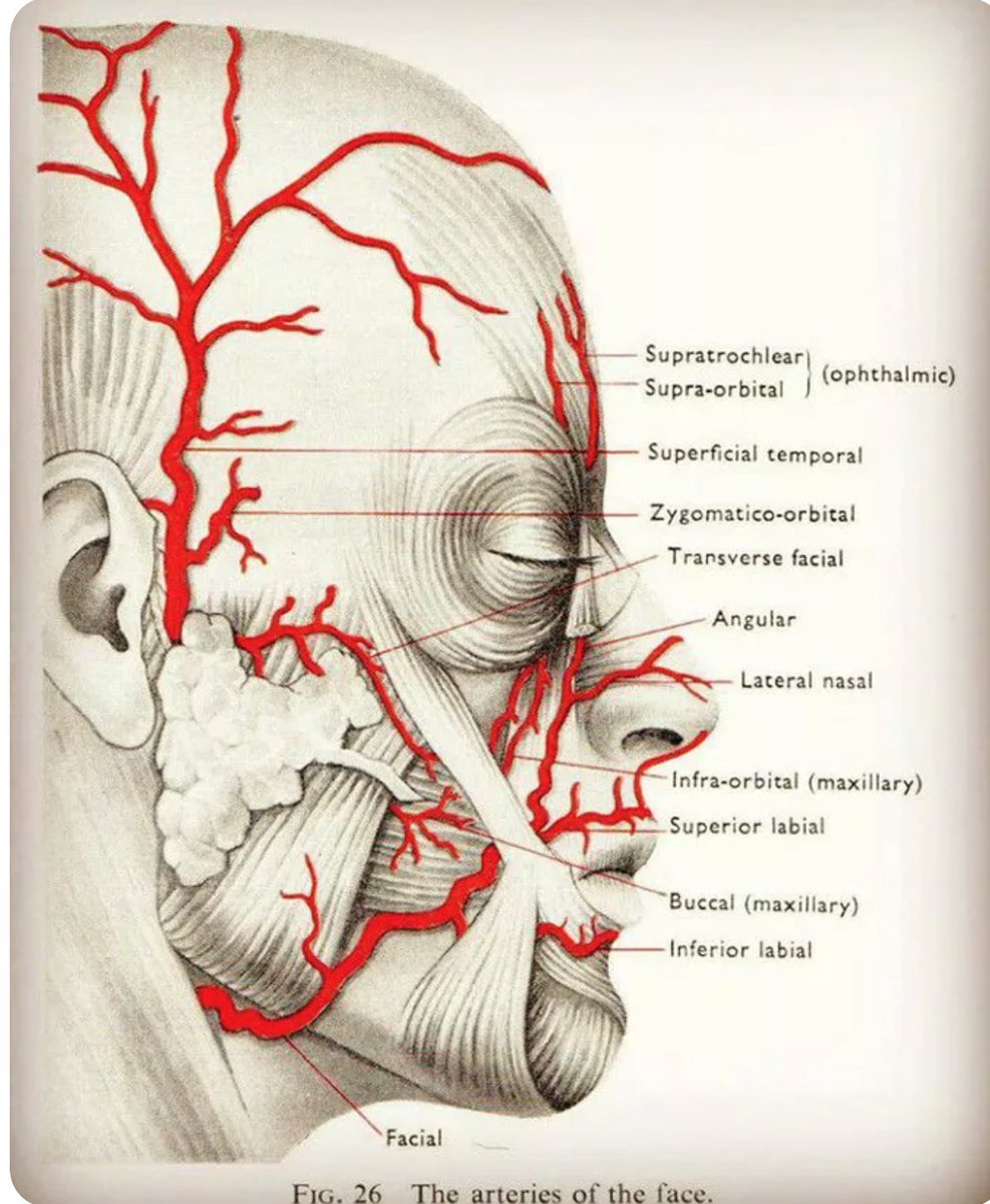 OGdukeneurosurg's tweet photo. facial arteries https://t.co/lIodEXeW5r