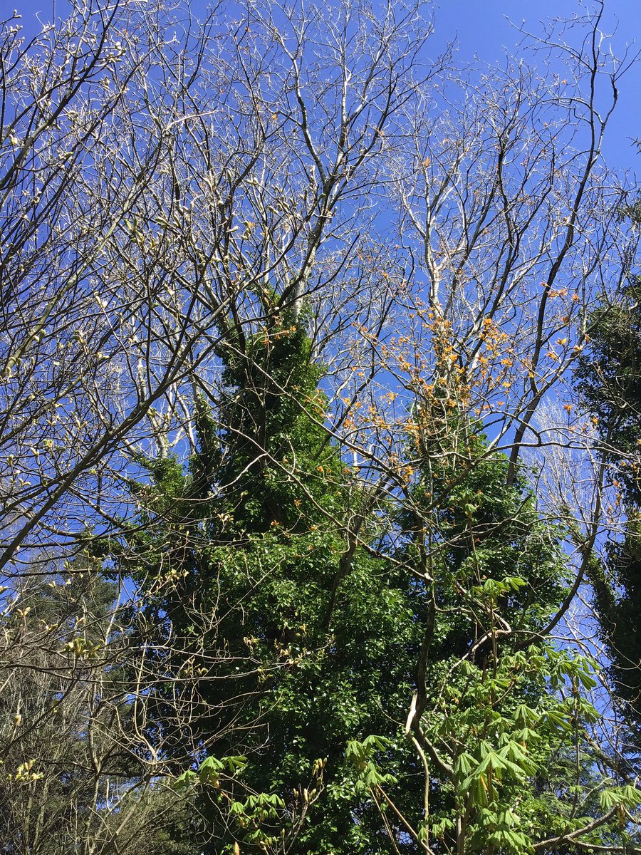 yr3melthamce's tweet photo. As part of our science lesson, Class 7 went to visit our class tree. Against the blue sky, we could see that our black poplar has a few leaf buds but no sign of any catkins at the moment. #melthamscience #melthameco #melthambreakout https://t.co/tosEGdr5MD