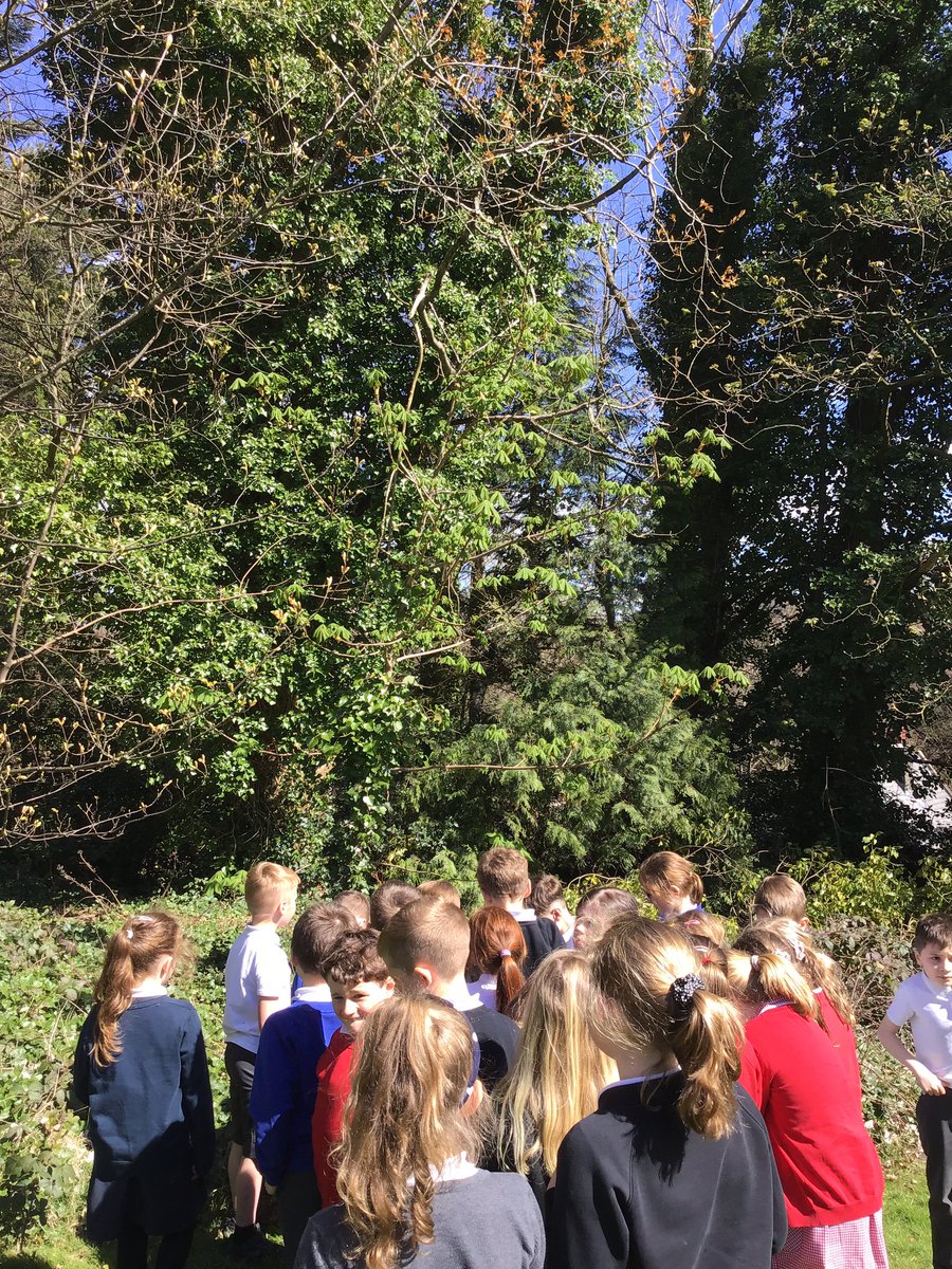 yr3melthamce's tweet photo. As part of our science lesson, Class 7 went to visit our class tree. Against the blue sky, we could see that our black poplar has a few leaf buds but no sign of any catkins at the moment. #melthamscience #melthameco #melthambreakout https://t.co/tosEGdr5MD