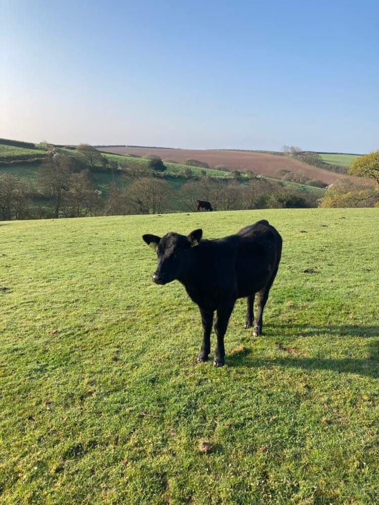 FarmerJamesHT's tweet photo. That’s more like it! #SpringtimeOnTheFarm #northcornwall #farmholidays #selfcatering cottages #petfriendly #childrenfriendly #bookdirect https://t.co/i7h8NIGSdF