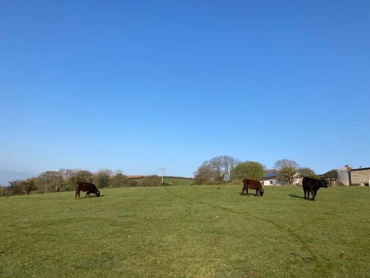FarmerJamesHT's tweet photo. That’s more like it! #SpringtimeOnTheFarm #northcornwall #farmholidays #selfcatering cottages #petfriendly #childrenfriendly #bookdirect https://t.co/i7h8NIGSdF