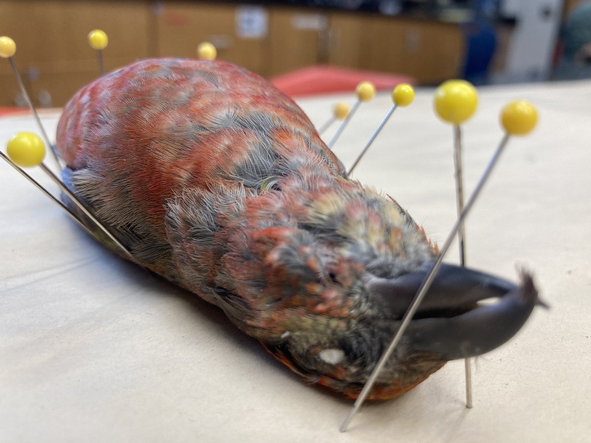 This handsome fellow was very sadly found dead in Weld Co. last month. Now he’s a specimen in the <a href="/UNCOBio/">UNCO Biology</a> Zoology Museum. 

For any avian anatomy nerds check the replies to see his jaw muscles 😮 (graphic pic of an inside out bird)
