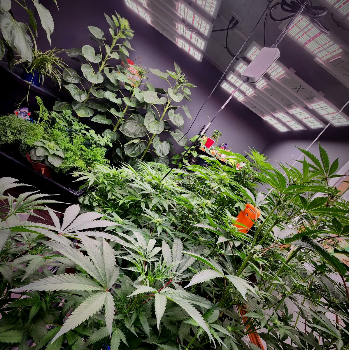 Flow3rfox's tweet photo. Happy 420 from My Little Slice Of Paradise 
#420day https://t.co/GKMBGxJBVs