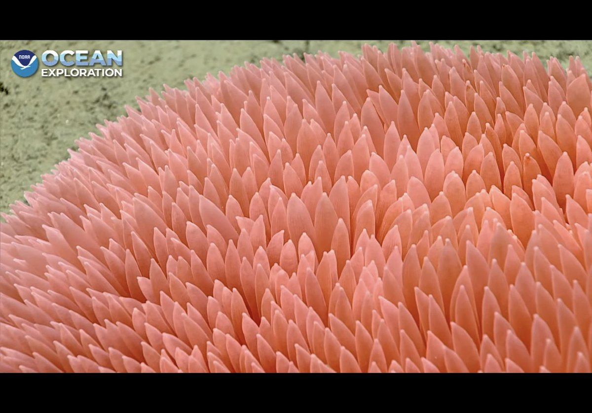 Veronica - @LeapinLemurs83.bsky.social (@leapinlemurs83) on Twitter photo This is a massive pompom anemone. Fun fact: they can roll across the ocean floor in the current and also called the tumbleweed anemone. <a href="/oceanexplorer/">NOAA Ocean Exploration</a> #Okeanos This is a massive pompom anemone. Fun fact: they can roll across the ocean floor in the current and also called the tumbleweed anemone. <a href="/oceanexplorer/">NOAA Ocean Exploration</a> #Okeanos