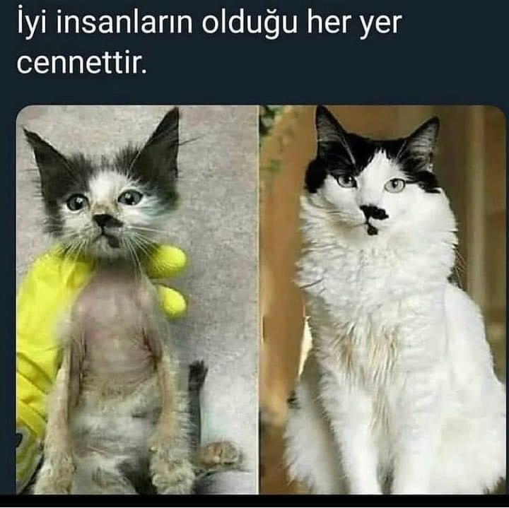 Haykodep (@haykodep) on Twitter photo 