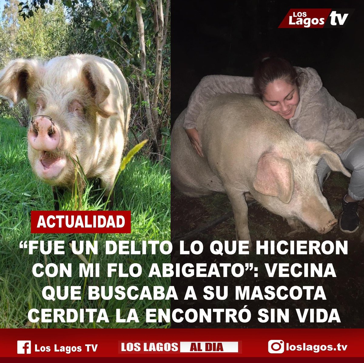 🔴“FUE UN DELITO LO QUE HICIERON CON MI FLO ABIGEATO”: VECINA QUE BUSCABA A SU MASCOTA CERDITA LA ENCONTRÓ SIN VIDA🔴

m.facebook.com/story.php?stor…

#valdiviacl #chile #loslagos #cerdita