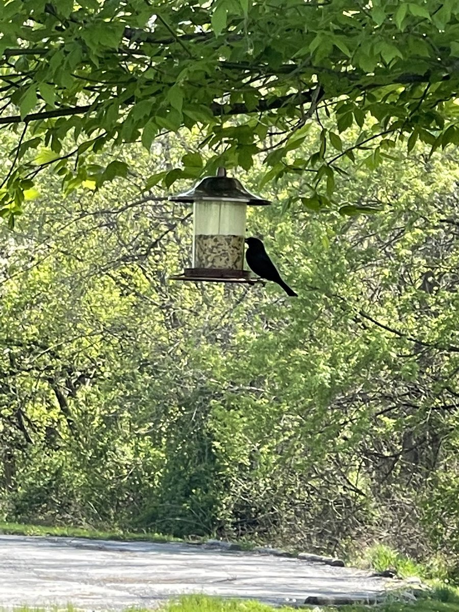 Genius Hour Ornithology fence partnering with kindergarten science classes to make nesting material holders and to birdwatch! #NewvilleCARES #BSSDProud #birdwatching