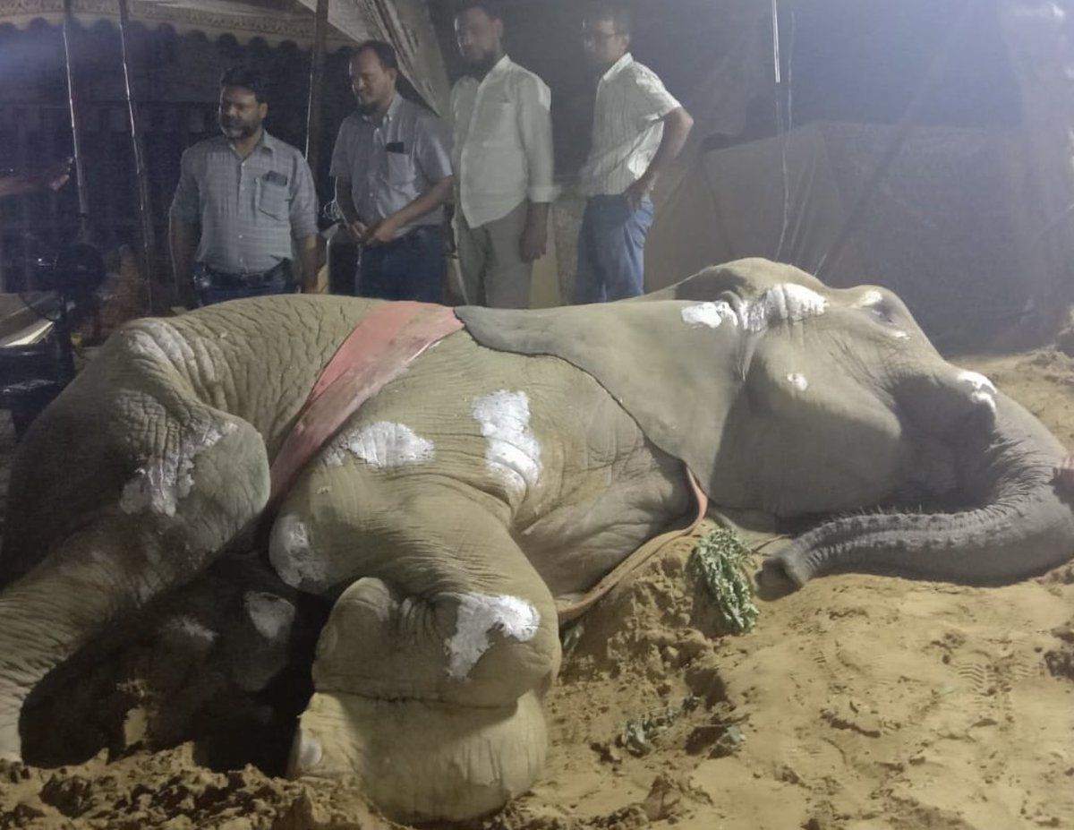 Cosmicbrigade's tweet photo. As she lays here dying in front of the  world. 
Remember who brutalised her in life and exploited her in her death.

Her name is #NoorJehan she’s a 17 year old African 🐘 stolen from the wild ripped from her mother &amp; herd an @KmcPakistan and #KarachiZoo employees did this to her https://t.co/oKBtn7iHkt