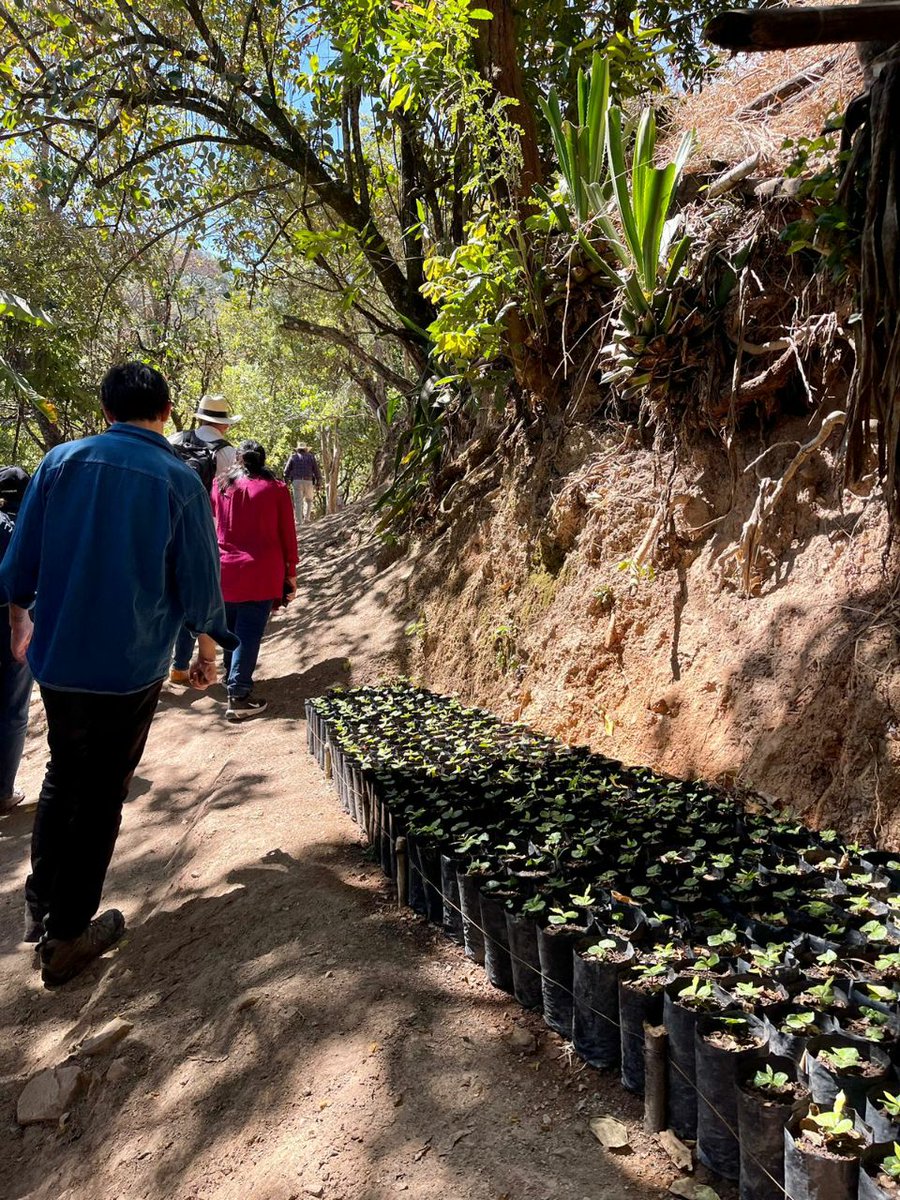 SemadetJal's tweet photo. Dentro de la agenda de este encuentro, visitamos el vivero forestal #ElAtajo, conocimos parte de la red de senderos y conversamos con grupos socio-productivos que impulsan huertos comunitarios y biofábricas en la región, con el acompañamiento de @paisajebioculto y @LaJISOC. https://t.co/cwnaatfpLc