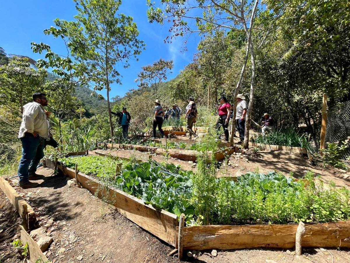 SemadetJal's tweet photo. Dentro de la agenda de este encuentro, visitamos el vivero forestal #ElAtajo, conocimos parte de la red de senderos y conversamos con grupos socio-productivos que impulsan huertos comunitarios y biofábricas en la región, con el acompañamiento de @paisajebioculto y @LaJISOC. https://t.co/cwnaatfpLc