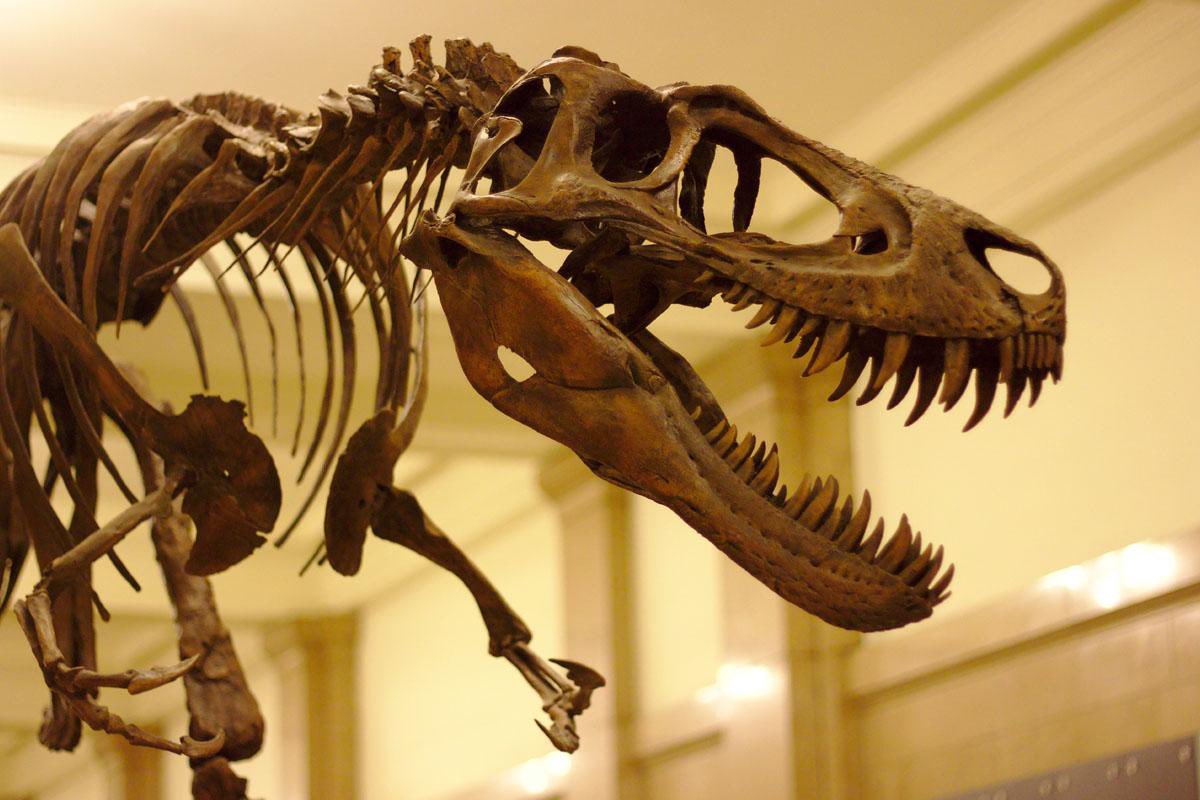 TM9380's tweet photo. Juvenile T.rex like Jane were only an eighth the weight of an adult, but they were already a fairly sizable predator, bigger than any other carnivores in their environment. https://t.co/Qu3ssezu9I